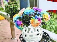  七彩炫菊开出“彩虹”花