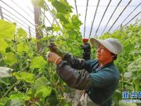  河北遵化：秋末大棚农事忙