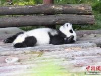  成都大熊猫秋日卖萌 憨态可掬