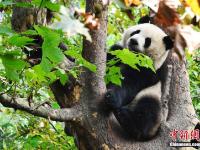  成都大熊猫秋日卖萌 憨态可掬