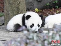  成都大熊猫秋日卖萌 憨态可掬