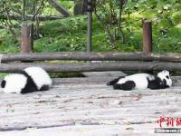  成都大熊猫秋日卖萌 憨态可掬