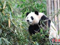  成都大熊猫秋日卖萌 憨态可掬