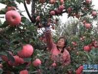  河北唐山：特色种植惠农家