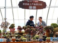  山东即墨：“农旅多肉”助力生态农业发展