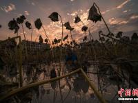  浙江丽水莲都生态产业见闻