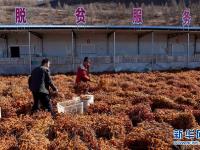  小小沙棘果 拓宽致富路