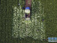  河北玉田：抢收白菜储运忙