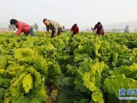 河北玉田：抢收白菜储运忙