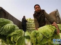  河北玉田：抢收白菜储运忙