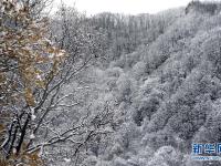  秦岭初雪