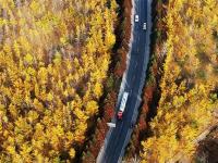  山东临沂：初冬银杏美