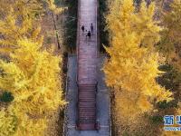 山东临沂：初冬银杏美