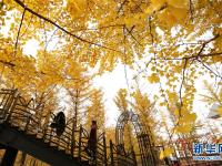  山东临沂：初冬银杏美
