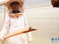  贵州望谟：胡蜂养殖助力脱贫增收