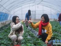  生态农业大棚迎来丰收季