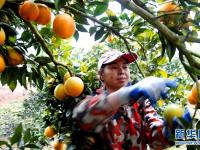  江西靖安：脐橙丰收助脱贫