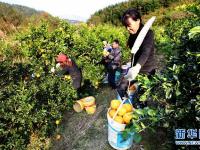  江西靖安：脐橙丰收助脱贫