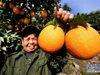  江西靖安：脐橙丰收助脱贫