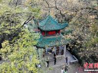  长沙岳麓山枫叶进入最佳观赏期