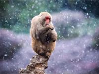  猕猴赏雪