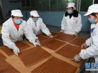  福建松溪：“百年蔗”喜丰收