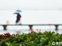  杭州初雪过后 雨雾收尾