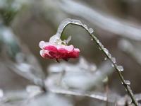  “冰雪奇缘”