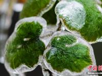  植物冰挂晶莹剔透似琉璃
