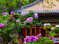 故宫赏花