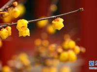  故宫赏花