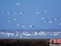  大批珍禽候鸟鄱阳湖湿地内栖息越冬
