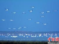  大批珍禽候鸟鄱阳湖湿地内栖息越冬