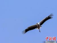  大批珍禽候鸟鄱阳湖湿地内栖息越冬