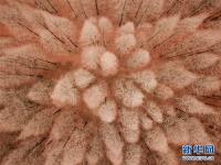  古堰长堤层林尽染
