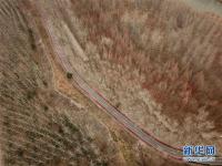  古堰长堤层林尽染