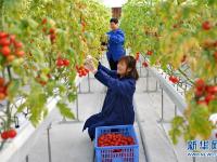  河北肃宁：设施蔬菜种植助农增收