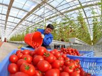  河北肃宁：设施蔬菜种植助农增收