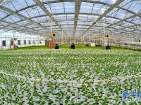 河北肃宁：设施蔬菜种植助农增收