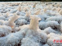  山西运城盐湖绽放美丽“硝花”
