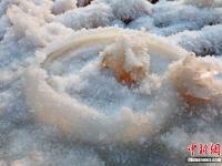  山西运城盐湖绽放美丽“硝花”