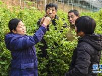  河北景县：职业农民冬闲忙“充电”