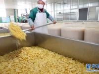  江苏如皋：小萝卜深加工促增收