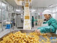  江苏如皋：小萝卜深加工促增收