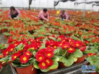  江苏海安：盆栽植物俏销节前市场