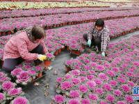  江苏海安：盆栽植物俏销节前市场