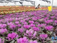  江苏海安：盆栽植物俏销节前市场