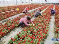  江苏海安：盆栽植物俏销节前市场