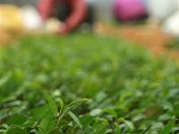  贵州福泉：茶叶育苗忙