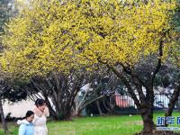  蜡梅香飘高校